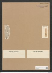 Diatomeae indet. Zeichnungen Sammlung Grunow Nr. 1813 (NHMW-BOT-W0368728)